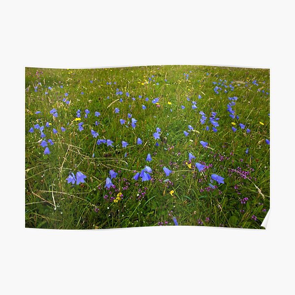A sea of Harebells, Rossbeg, Co Donegal Poster