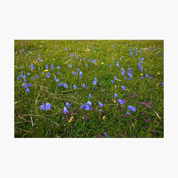 A sea of Harebells, Rossbeg, Co Donegal Photographic Print