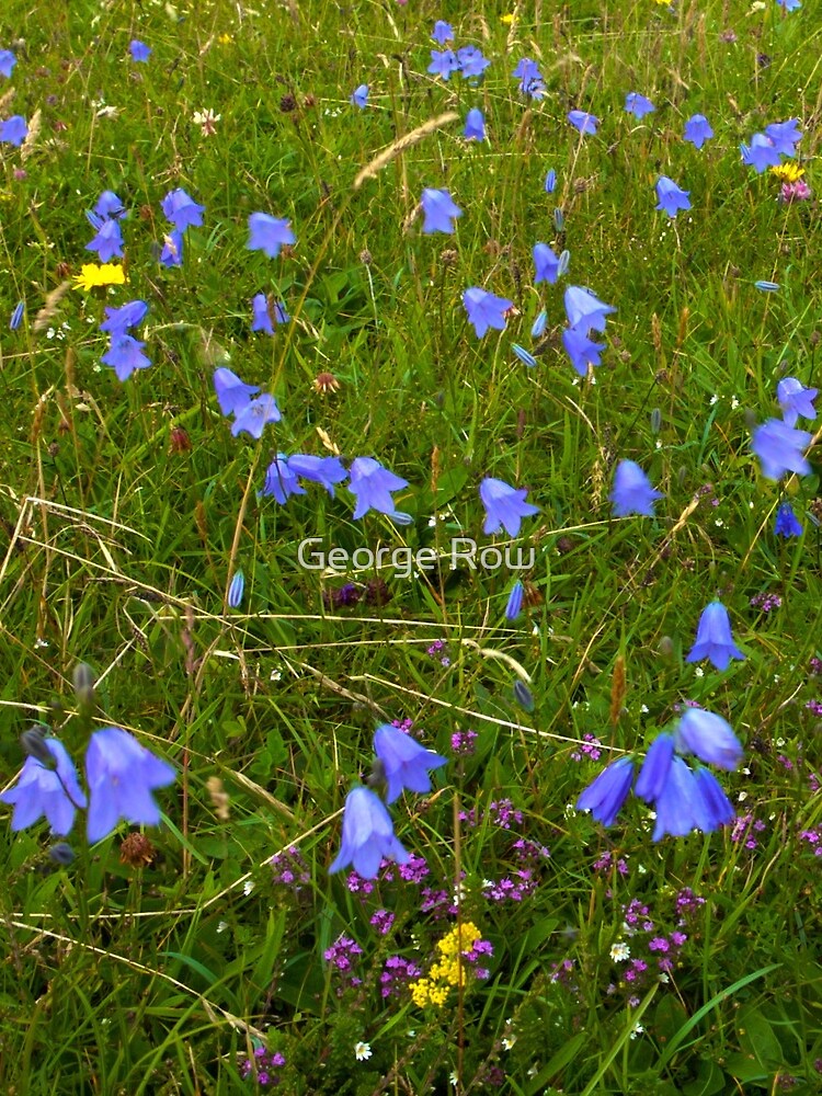 A sea of Harebells, Rossbeg, Co Donegal by VeryIreland