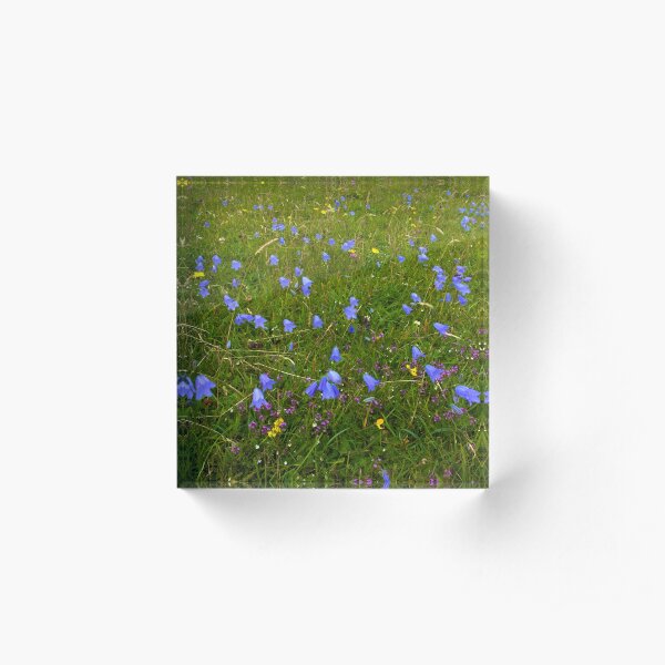 A sea of Harebells, Rossbeg, Co Donegal Acrylic Block