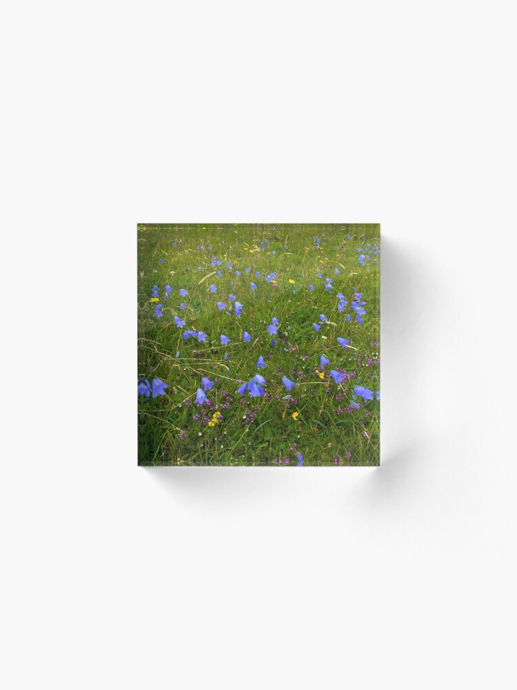 Alternate view of A sea of Harebells, Rossbeg, Co Donegal Acrylic Block