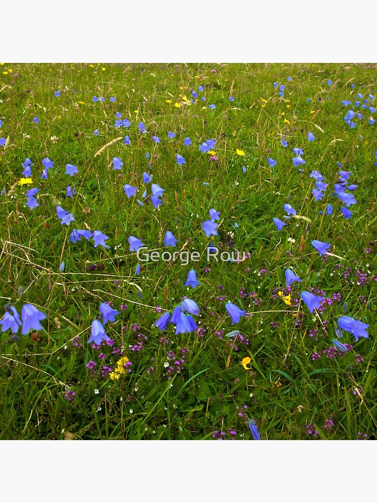 A sea of Harebells, Rossbeg, Co Donegal by VeryIreland