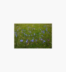 A sea of Harebells, Rossbeg, Co Donegal Art Board