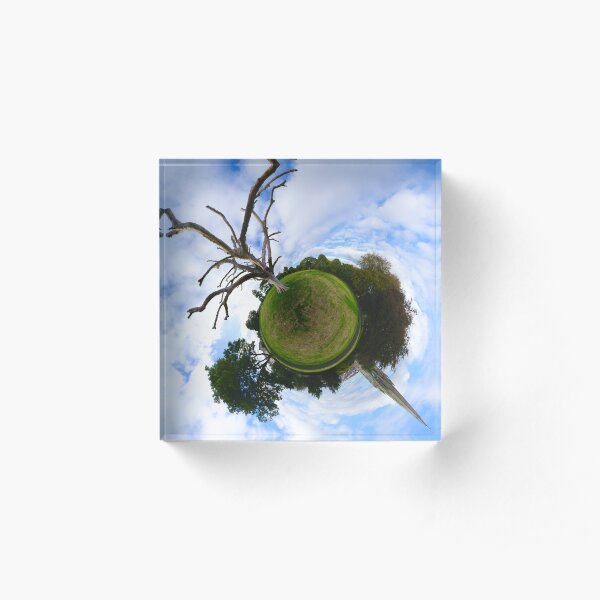 Dead Elm Tree in Brooke Park, Derry Acrylic Block