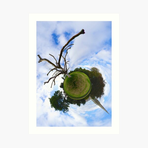 Dead Elm Tree in Brooke Park, Derry Art Print