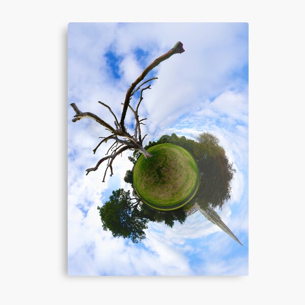 Dead Elm Tree in Brooke Park, Derry Metal Print