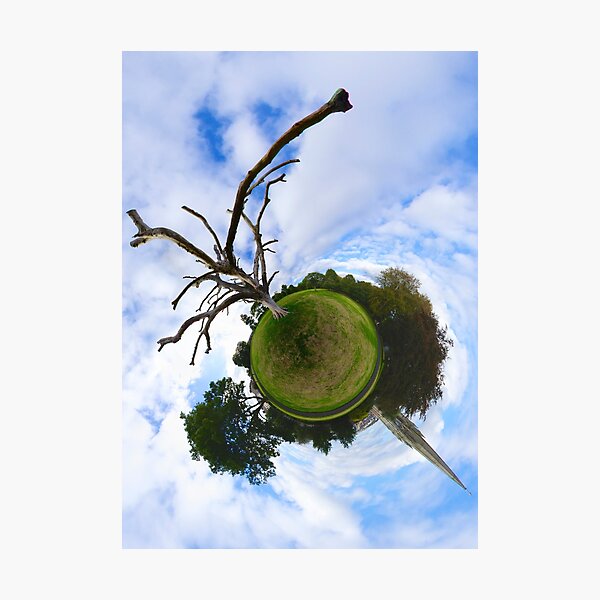 Dead Elm Tree in Brooke Park, Derry Photographic Print