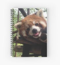 roter Panda Spiralblock