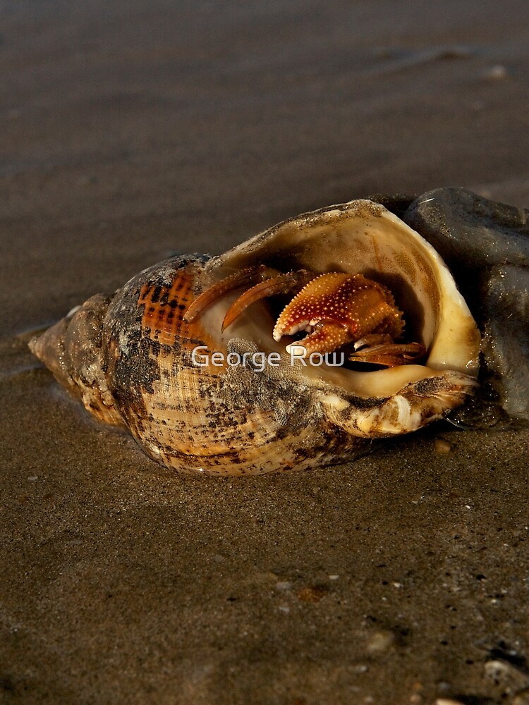 Hermit Crab on Fahan Beach by VeryIreland