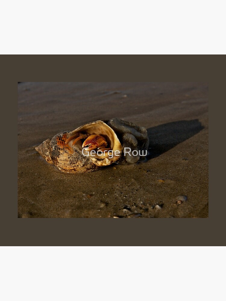 Hermit Crab on Fahan Beach by VeryIreland