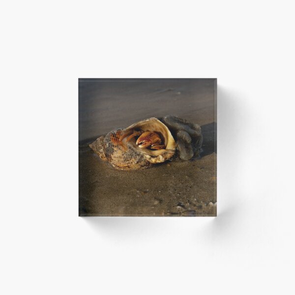 Hermit Crab on Fahan Beach Acrylic Block
