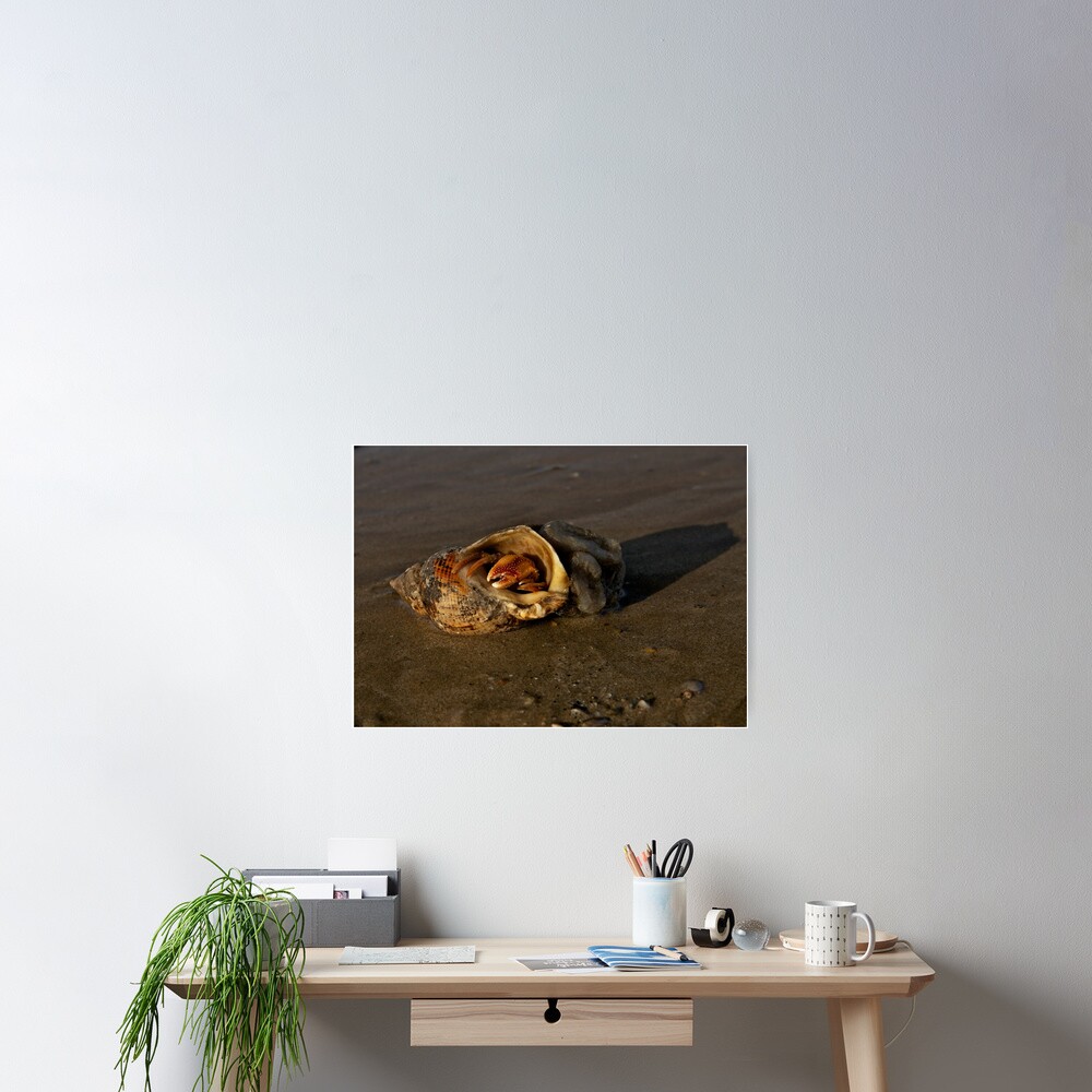 Hermit Crab on Fahan Beach Poster