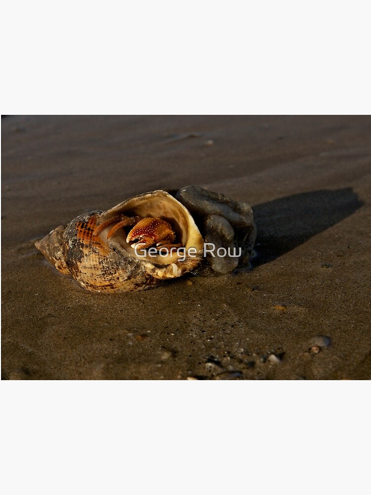 Hermit Crab on Fahan Beach by VeryIreland