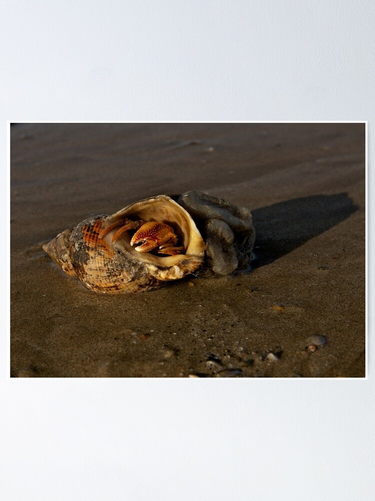 Alternate view of Hermit Crab on Fahan Beach Poster