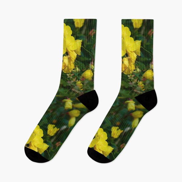 Item preview, The rich yellow. Narrow-leaved sundrops designed and sold by Jouko Lehto Photography.
