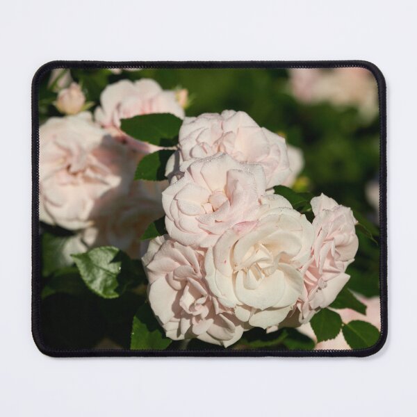 Item preview, Beauty of Aspirin Rose designed and sold by Jouko Lehto Photography.