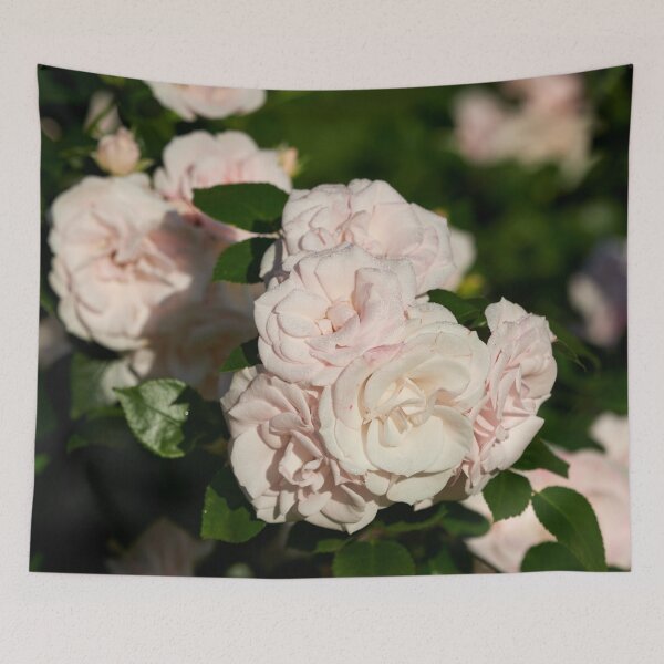 Item preview, Beauty of Aspirin Rose designed and sold by Jouko Lehto Photography.