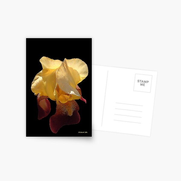Translucent Iris Postcard