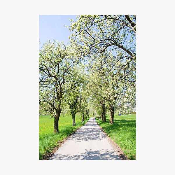 Item preview, Spring Walk designed and sold by Walter Quirtmair.