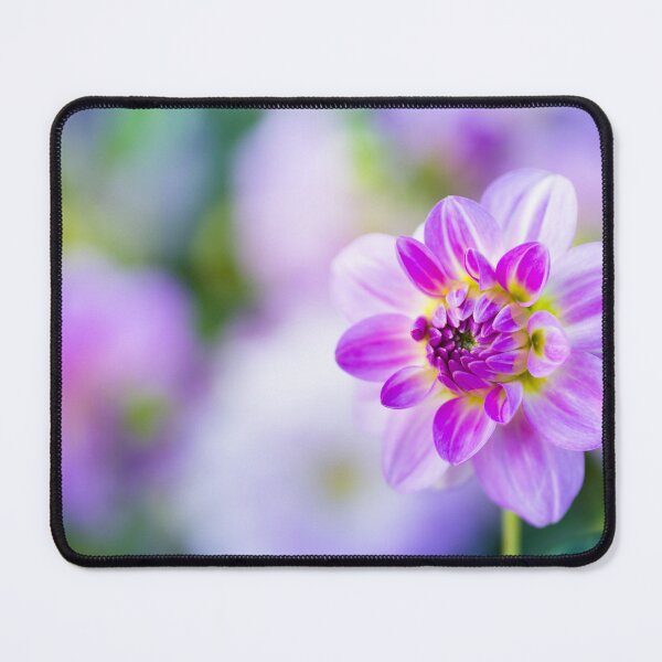 Item preview, Pretty pink purple pastel Dahlia flower in bloom designed and sold by CyaniRose.