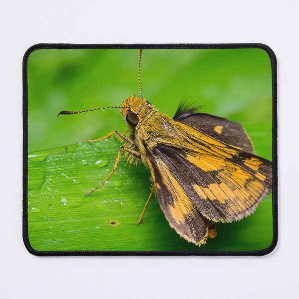 Item preview, Unique and organic photo of a yellow skipper (butterfly) with wings opened designed and sold by AvonPerception.
