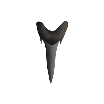 Artwork thumbnail, Sand Tiger Shark Tooth by Reeseworks