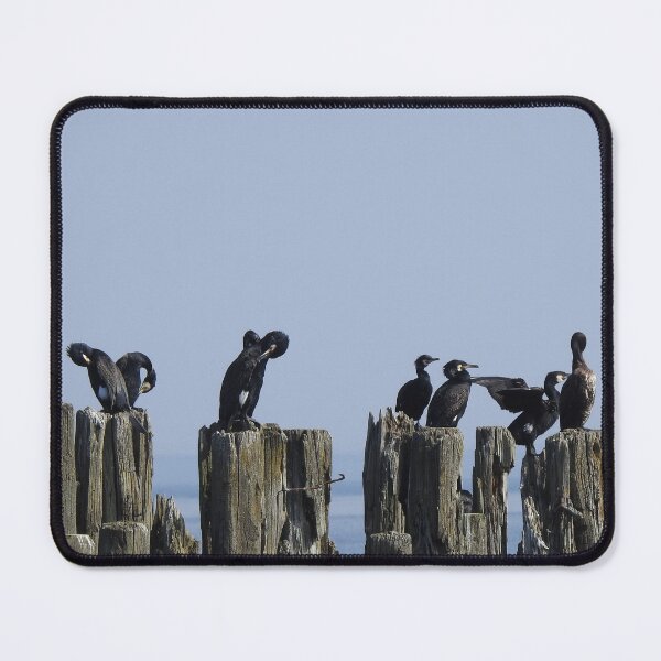 Item preview, The great cormorants resting designed and sold by Sintija Valucka.