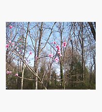 Nature Photographic Print