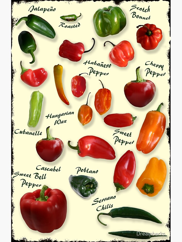 "Chili Pepper Identification" Poster for Sale by Dreambarks Redbubble