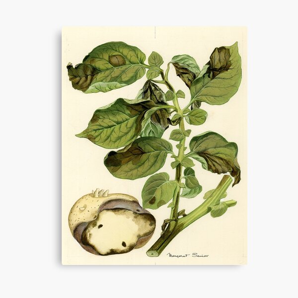 Item preview, Late Blight of Potato designed and sold by BiosecurityColl.