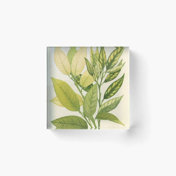 Item preview, Iron and Zinc Deficiencies in Citrus designed and sold by BiosecurityColl.