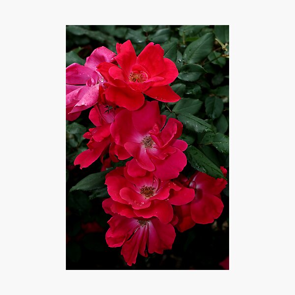 Rose Cascade Photographic Print