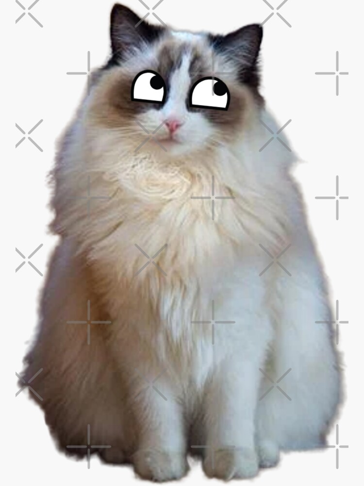 " funny Ragdoll cat with cute eyes" Sticker for Sale by cocomelon28