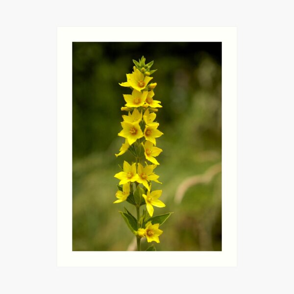 Dotted Yellow Loostrife, Muckross Head, Donegal Art Print