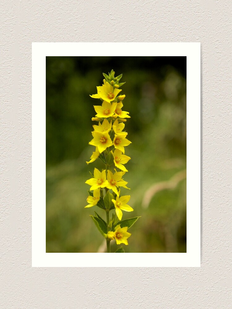 Alternate view of Dotted Yellow Loostrife, Muckross Head, Donegal Art Print