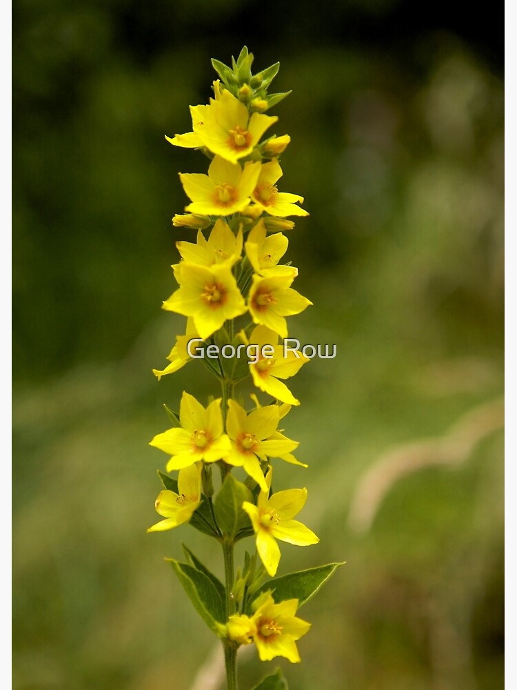 Dotted Yellow Loostrife, Muckross Head, Donegal by VeryIreland