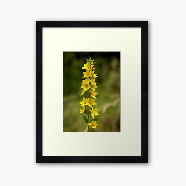 Dotted Yellow Loostrife, Muckross Head, Donegal Framed Art Print