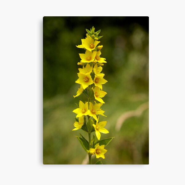 Dotted Yellow Loostrife, Muckross Head, Donegal Canvas Print