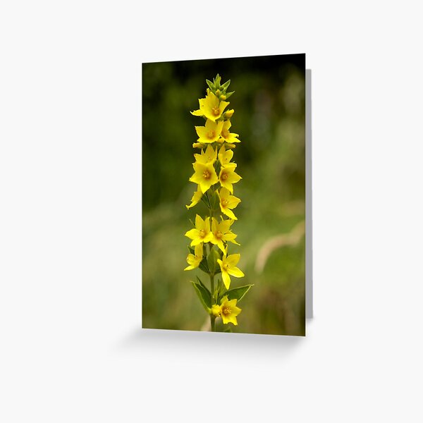 Dotted Yellow Loostrife, Muckross Head, Donegal Greeting Card