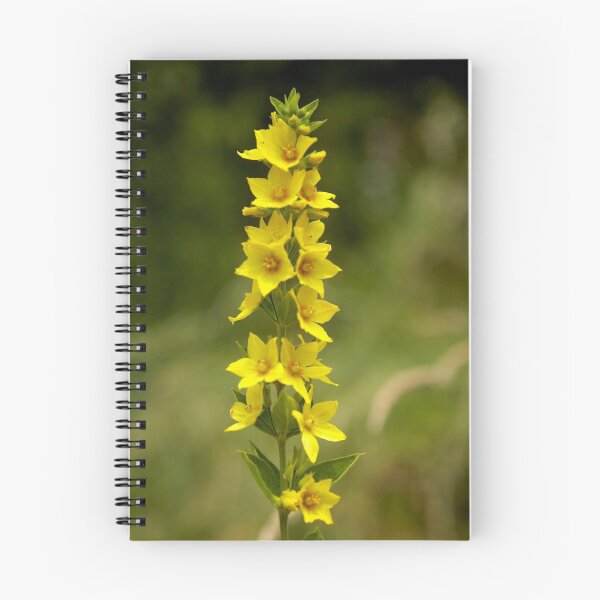 Item preview, Dotted Yellow Loostrife, Muckross Head, Donegal designed and sold by George Row.