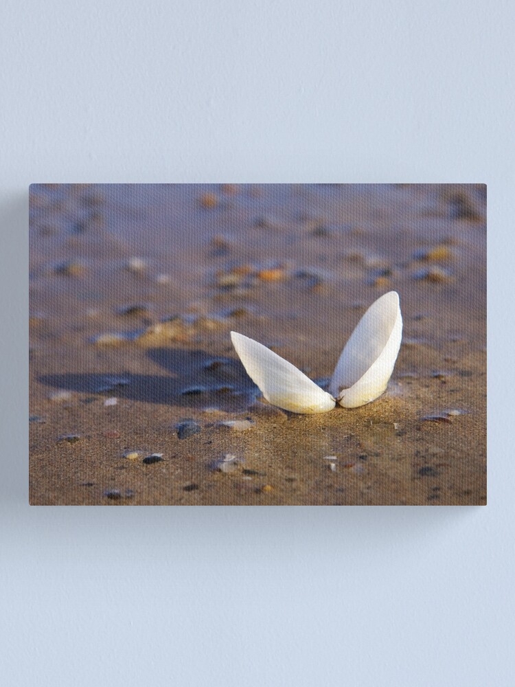 Alternate view of Cockle Shell in Evening light at Fahan Canvas Print
