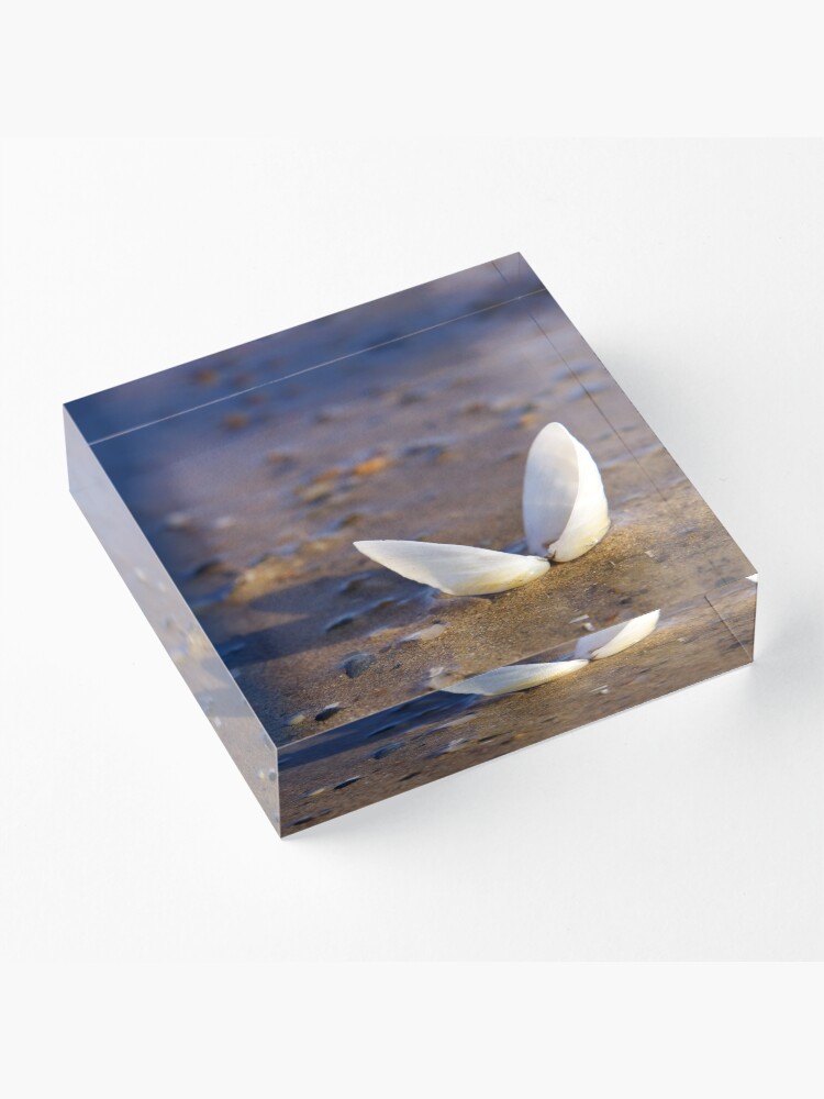 Alternate view of Cockle Shell in Evening light at Fahan Acrylic Block