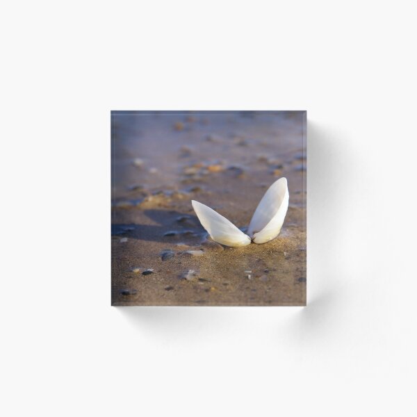 Cockle Shell in Evening light at Fahan Acrylic Block