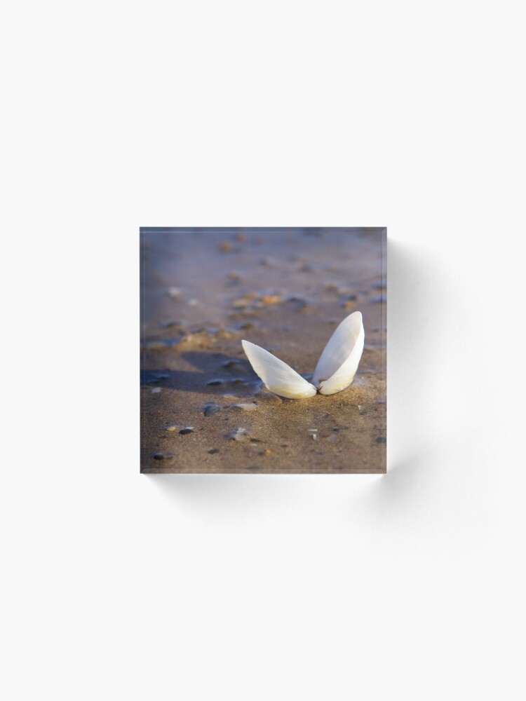 Alternate view of Cockle Shell in Evening light at Fahan Acrylic Block