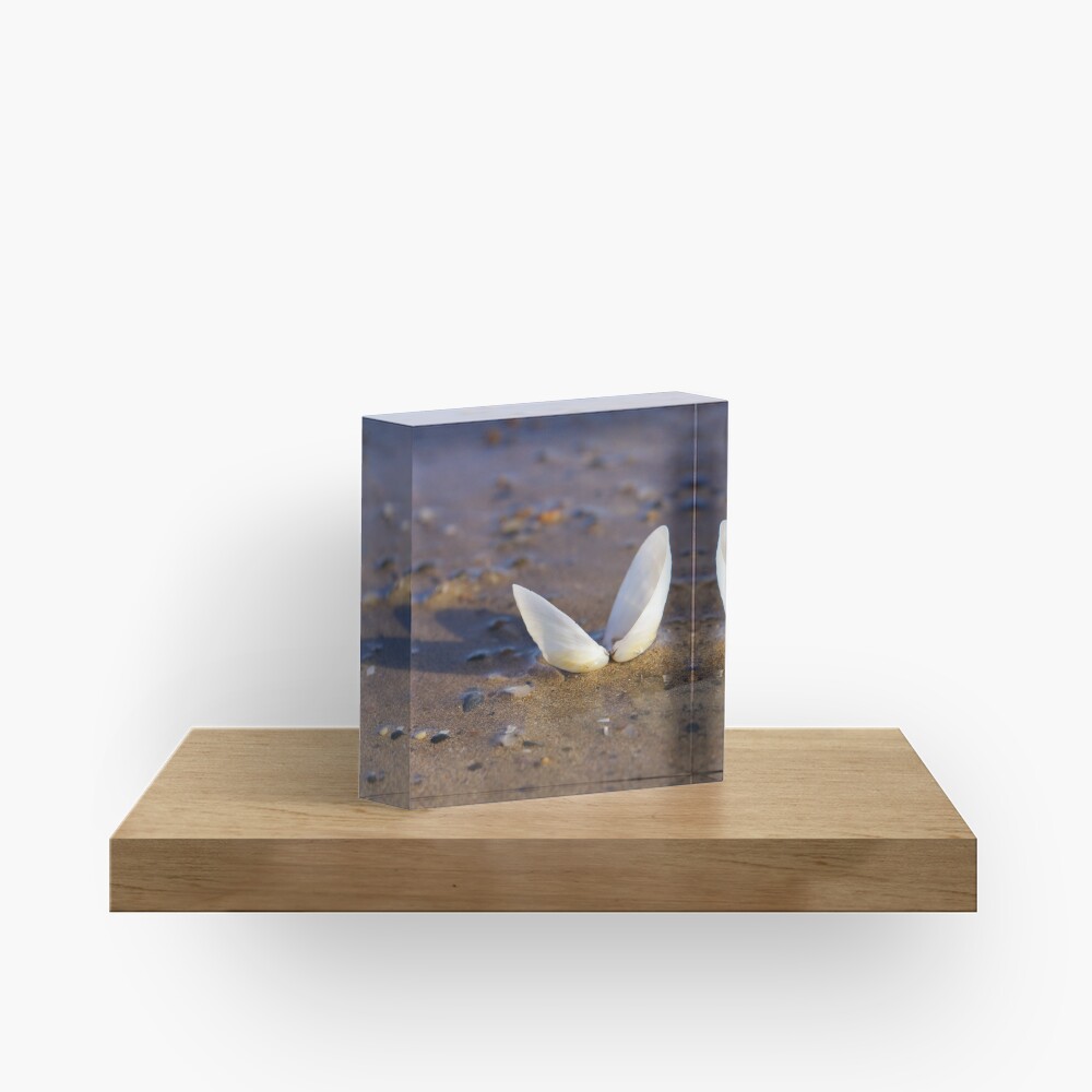 Cockle Shell in Evening light at Fahan Acrylic Block