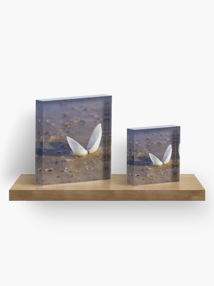 Alternate view of Cockle Shell in Evening light at Fahan Acrylic Block