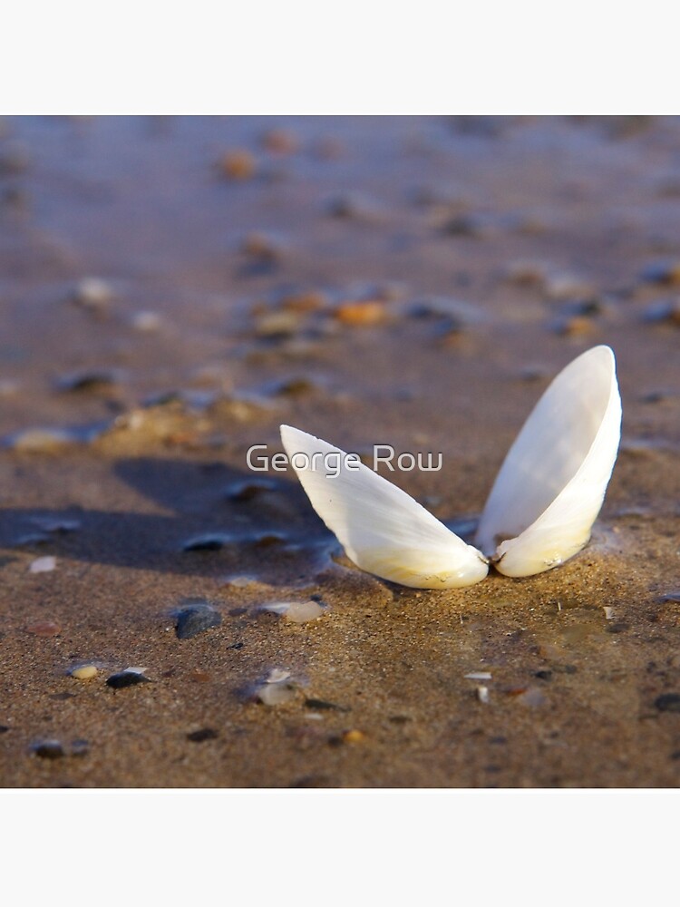 Cockle Shell in Evening light at Fahan by VeryIreland