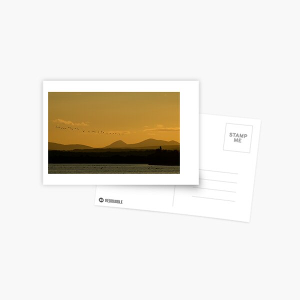Geese over Derryveagh mountains at Twilight Postcard