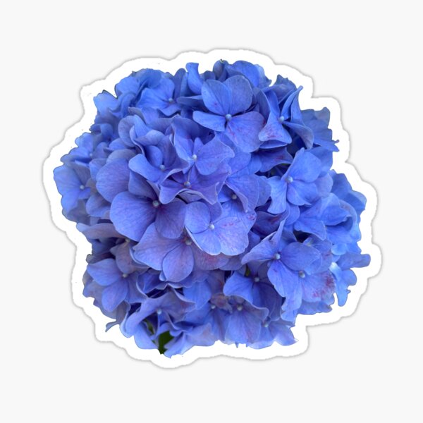 Item preview, Romantic purple blue cottage core floral | Periwinkle hydrangea, blue flower, blue floral  designed and sold by hollycooper.