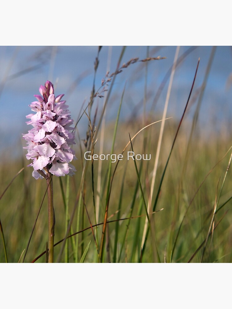Spotted Orchid, Portnoo, Co. Donegal by VeryIreland